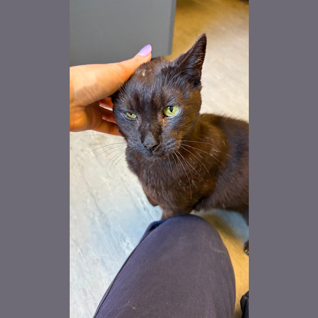Photo of El Gato