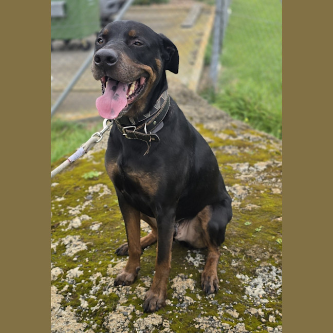 Photo of Charlie   64056