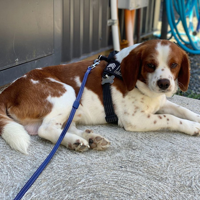Photo of Bagel