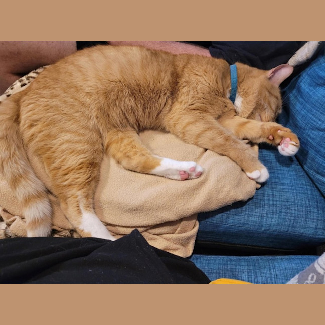 Photo of Cheeto