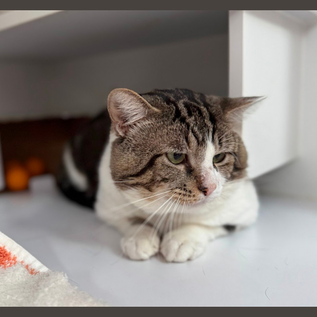 Photo of Whiskey (9028)