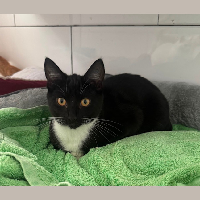 Photo of Tux