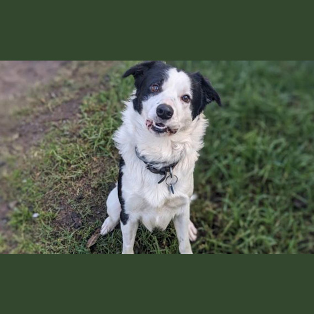 Photo of Ollie