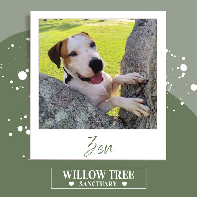Photo of Zen
