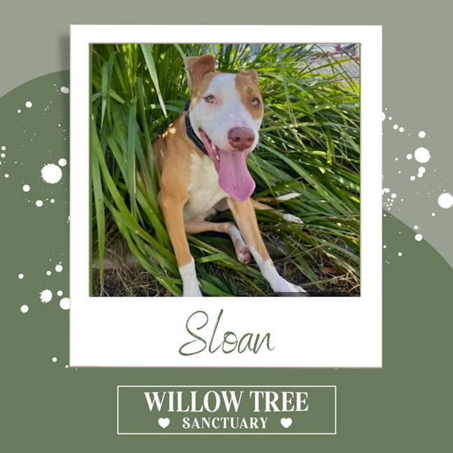 Photo of Sloan