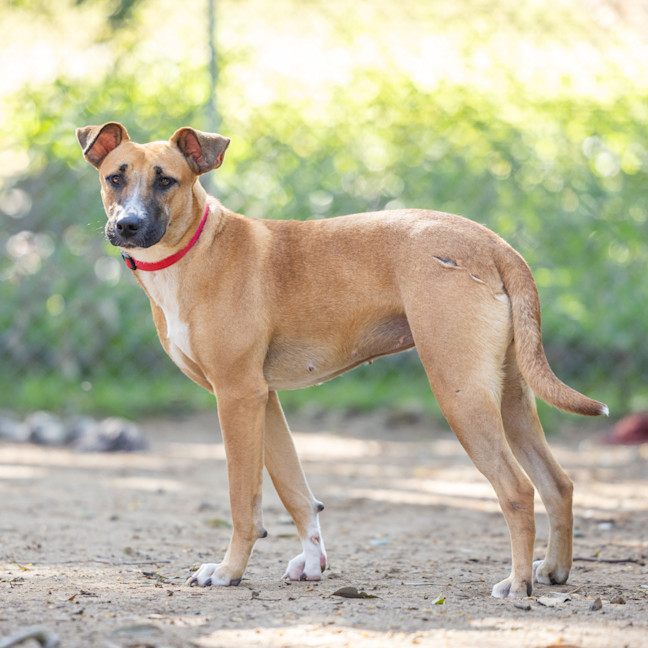 Photo of Scarlet