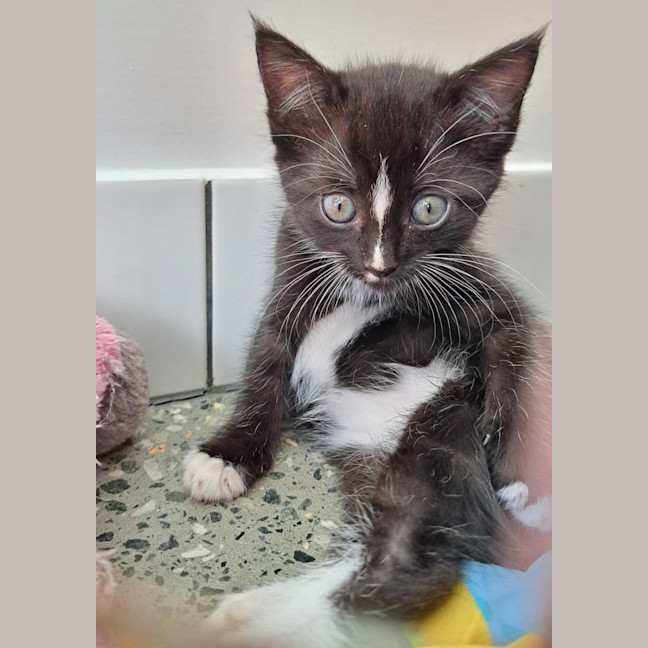 Photo of C1400 Audrey