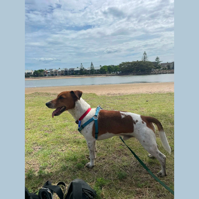 Photo of Fenton   2 Year Old Jack Russell