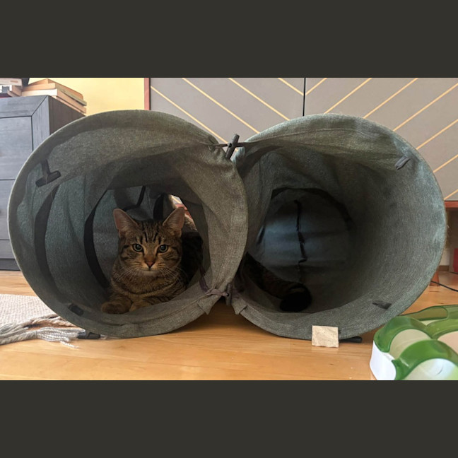 Photo of Boris