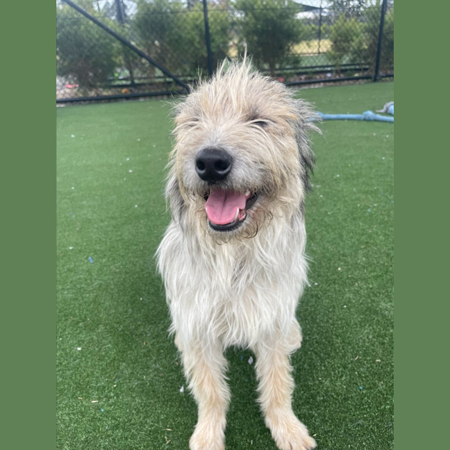 Photo of Scrappy Imp 1855