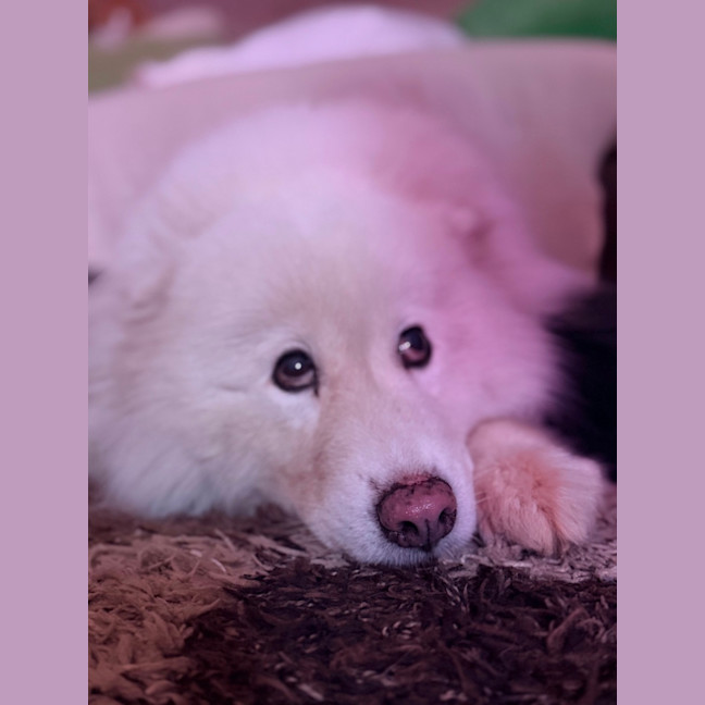 Photo of Luna