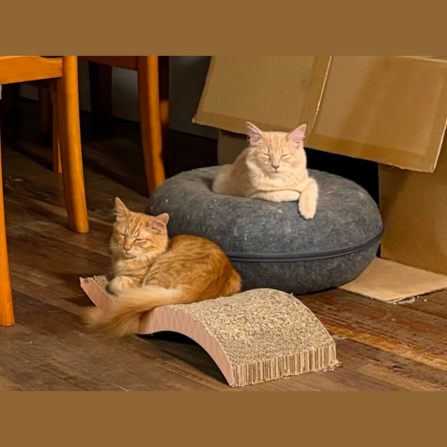 Photo of Sunny, Comet And Fox