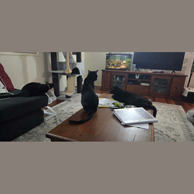 Photo of Purrcival