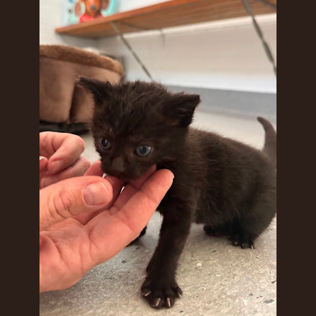 Photo of Buttercup 🖤