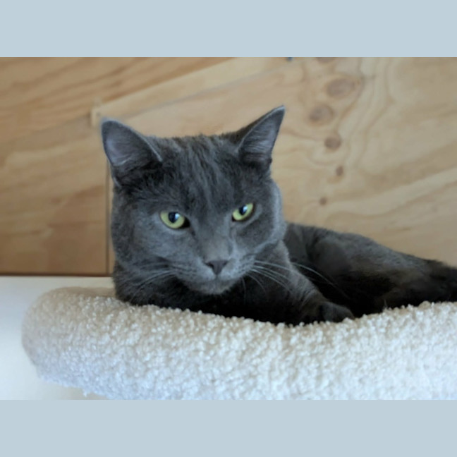 Photo of Arlo *9 Lives Project Rescue*