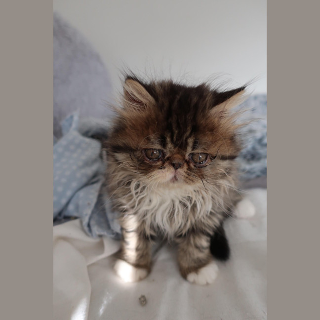 Photo of Beef Wellington