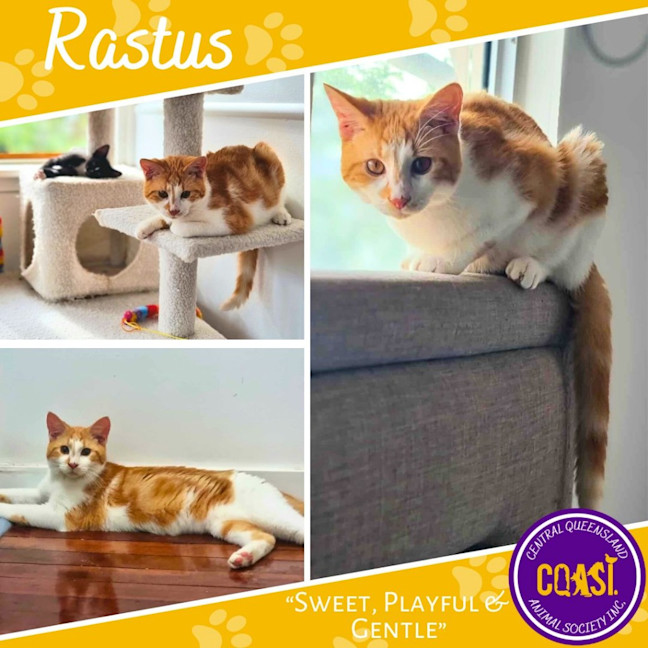 Photo of Rastus