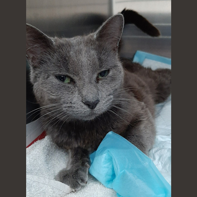 Photo of Sir Fenton Kneadsalot