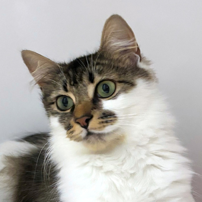 Photo of Sundae Sta012996