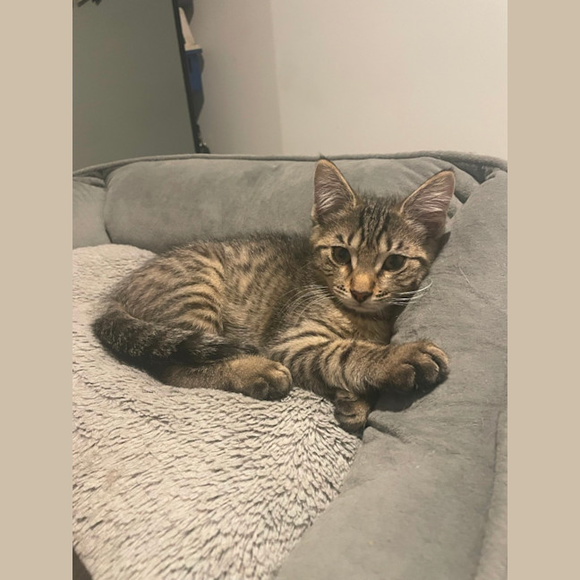 Photo of Blitzen 🦌