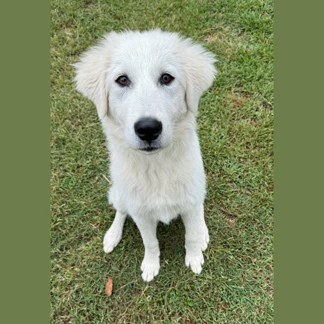 Photo of Luna
