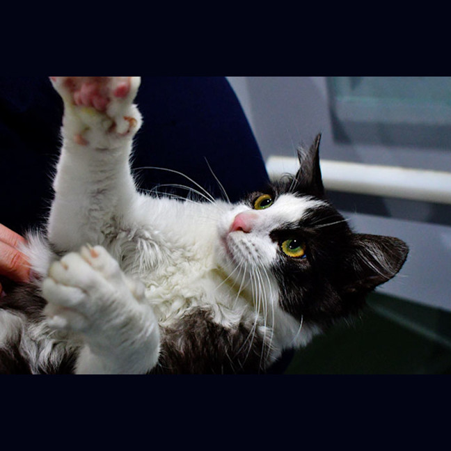 Photo of Sugar Cookie