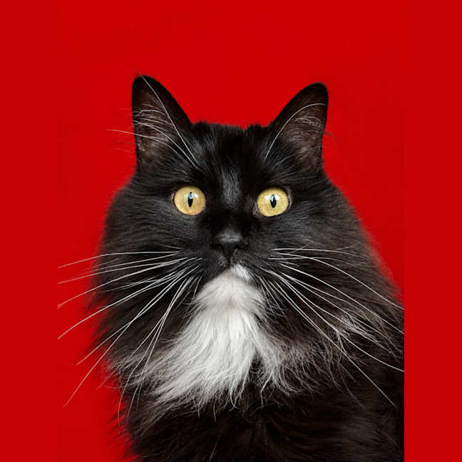 Photo of Nugget 