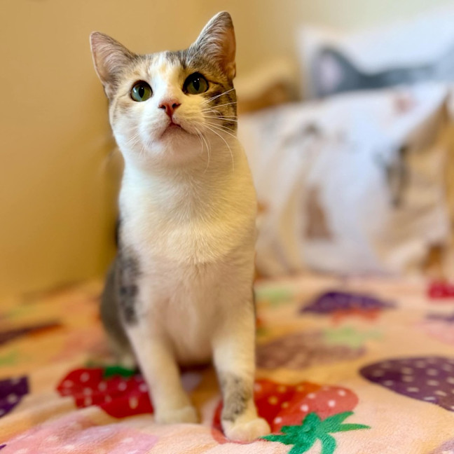 Photo of Willow   Located In Doreen