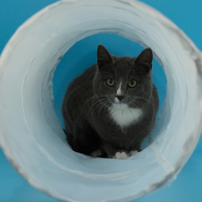 Photo of Mr Bingley
