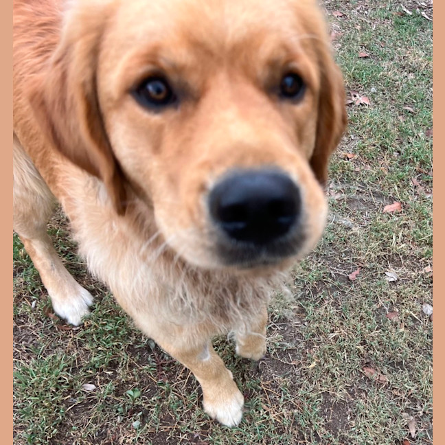 Photo of Teddy