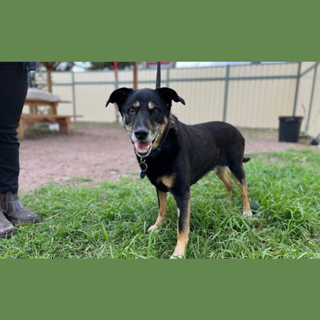 Photo of Jasper 