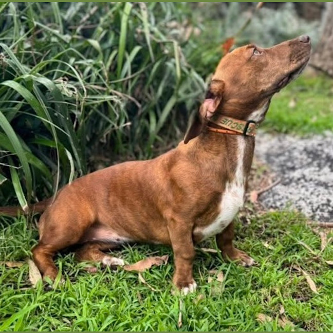 Photo of Cinnamon Swirl 