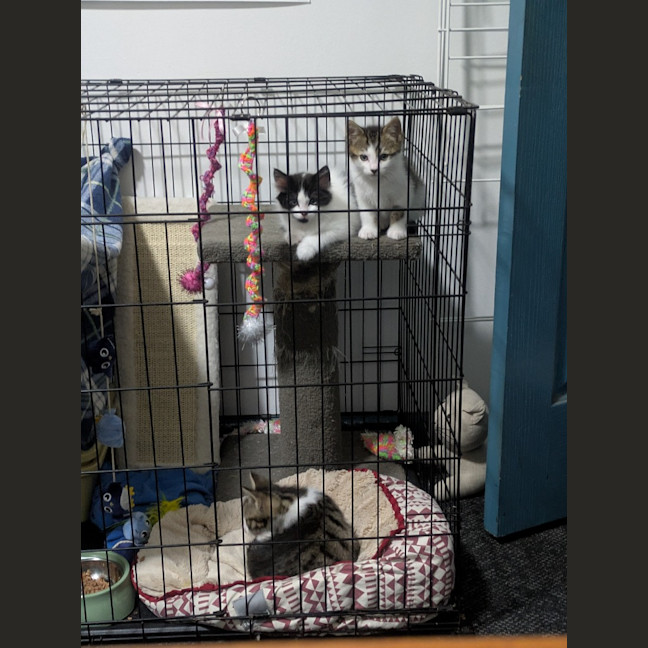 Photo of Lightning Snail