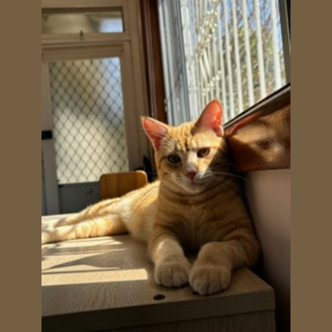 Photo of Prince Archie