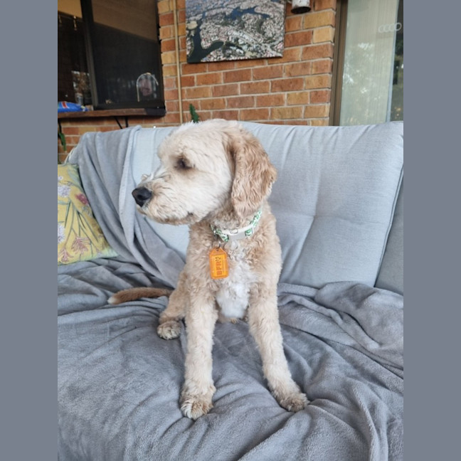 Photo of Soxy 