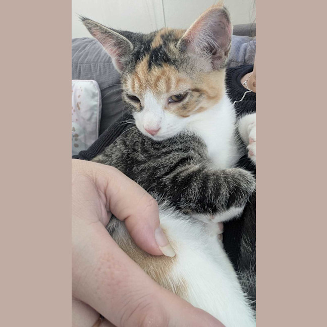 Photo of Nibbles