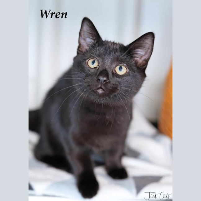 Photo of Wren   Burnie