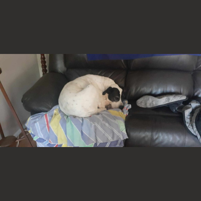 Photo of Kitty