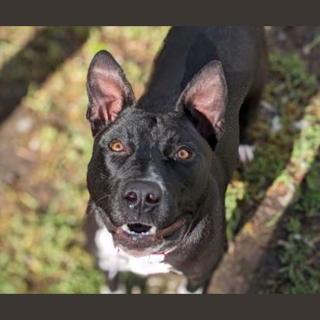 Photo of Vanellope Von Treats