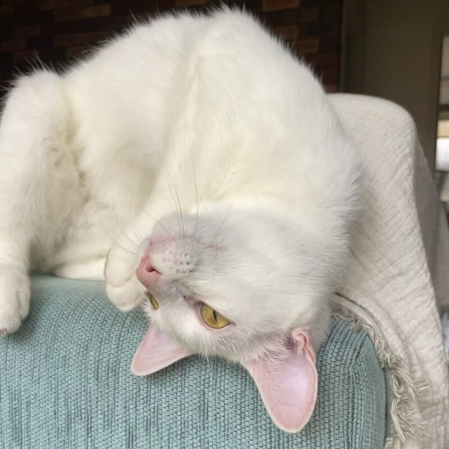 Photo of Belle