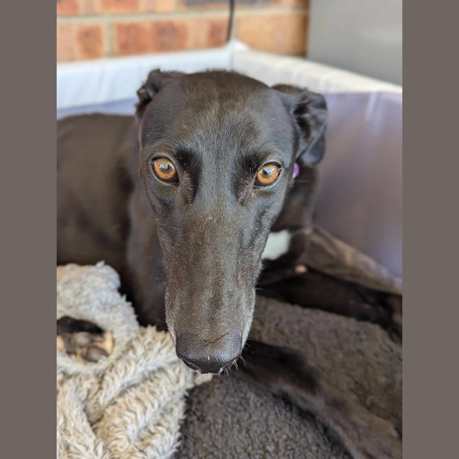 Photo of Bronte, Young Greyhound