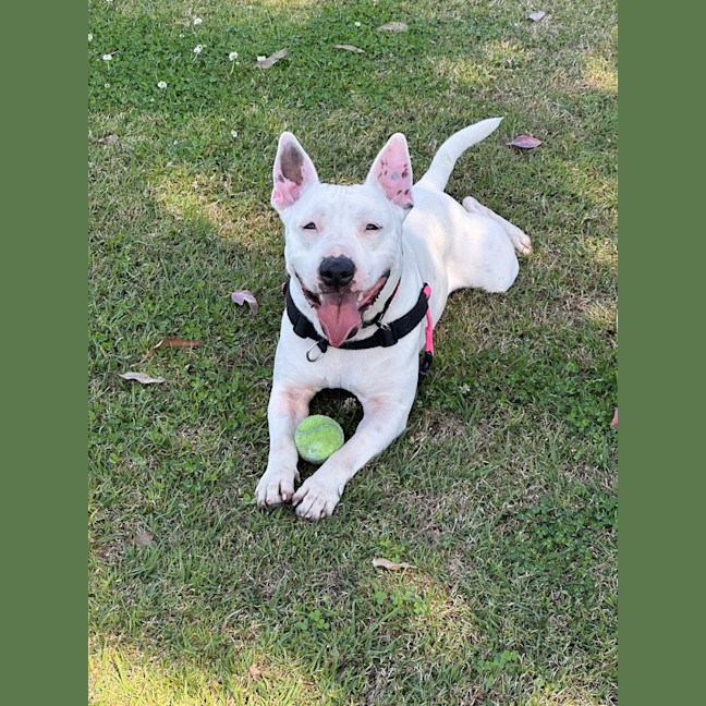 Photo of Dudley