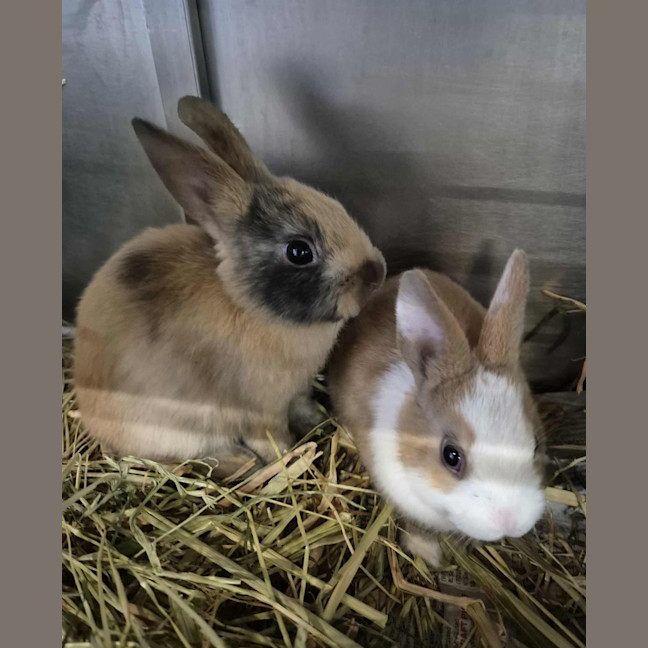 Photo of Choc Ripple (Bonded With Tiny Teddy)