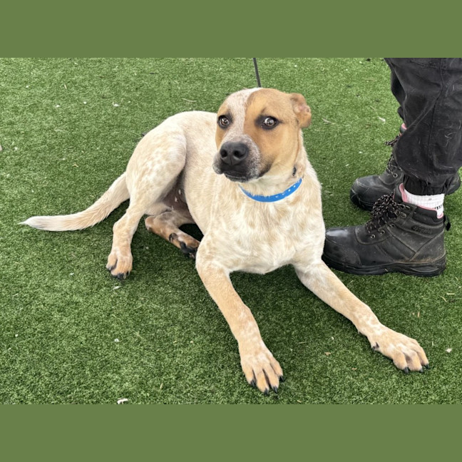 Photo of Caleb Imp 1865