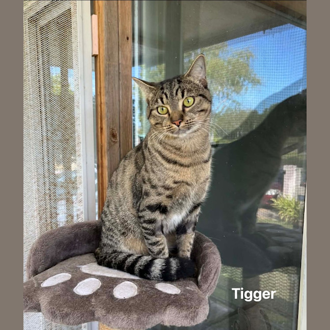 Photo of Tigger