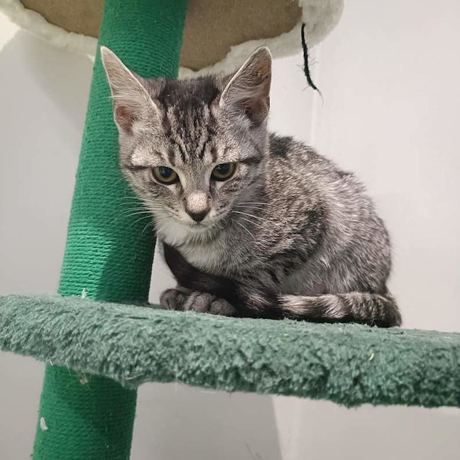 Photo of Blaze