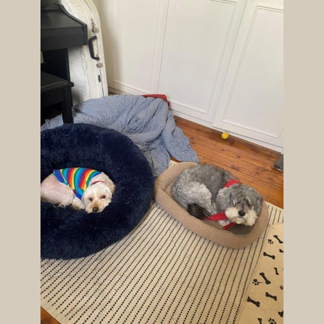 Photo of Tinkerbell Kumara