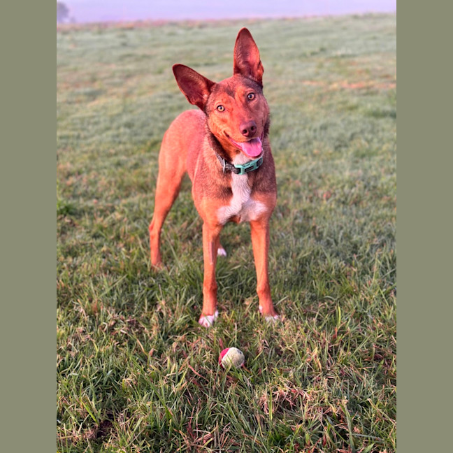 Photo of Cookie