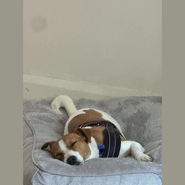 Photo of Ziggy   4 Year Old Jack Russell