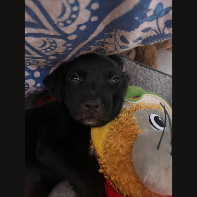Photo of Teaky